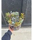 Potted Succulent Plants  