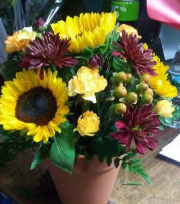 potted sunflowers seasonal