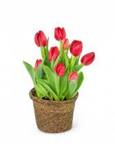 Potted Tulip Plant Flower Arrangement