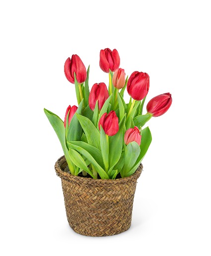 Potted Tulip Plant Potted Plant