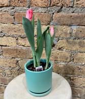 Potted Tulips 