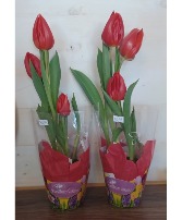 Potted Tulips Assort.Colors, Red, Yellow, White or  Purple