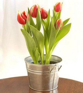 Potted Tulips Hyacinth also Available