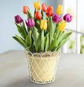 Potted Tulips plant