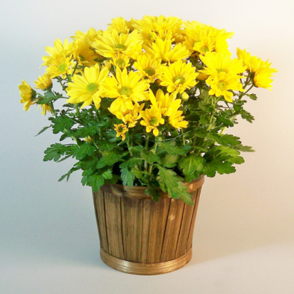 Potted Yellow Daisy Mum Plant spring