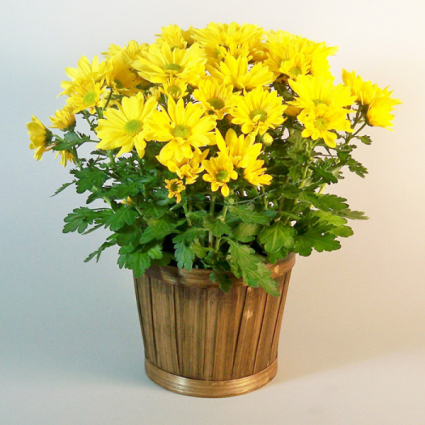 Potted Yellow Daisy Mum Plant spring in Eau Claire, WI - FOUR SEASONS ...