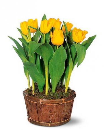 Potted Yellow Tulips Plant