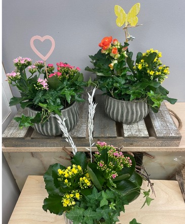 Potty’s Picks Planter   in Etobicoke, ON | THE POTTY PLANTER FLORIST