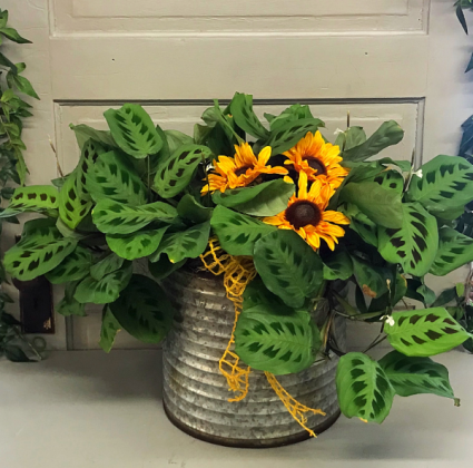 Prayer Plant