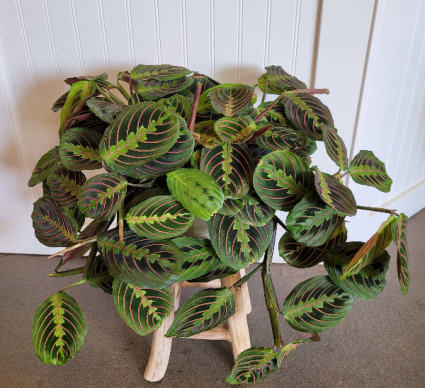 Prayer Plant 6