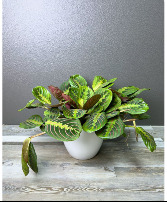 Prayer Plant