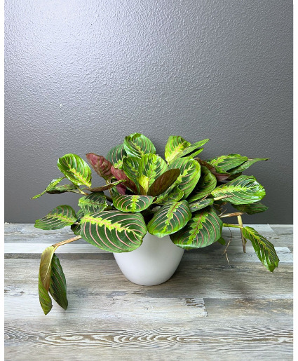 Prayer Plant