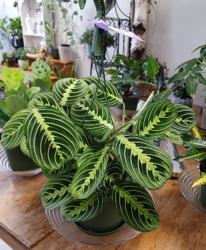Prayer Plant 