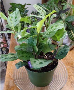 Prayer Plant 