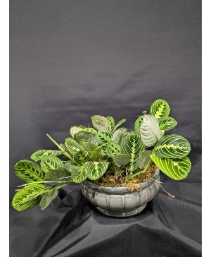 PRAYER PLANT COLLECTION  
