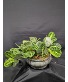 Purchase this funeral home arrangement