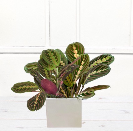 Prayer Plant in Decorative Container 