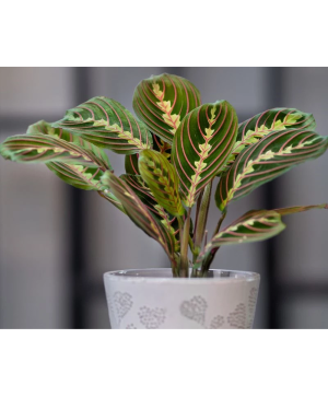 Prayer Plant Maranta leuconeura