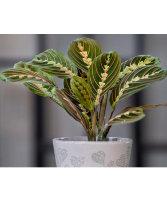 Prayer Plant Maranta leuconeura