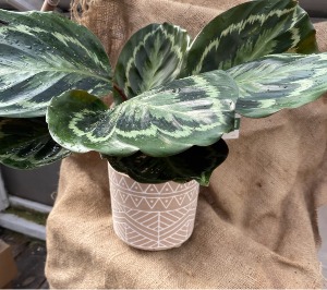 Prayer plant plants