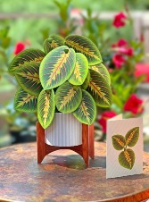 Prayer Plant Pop Up Greeting Card 