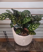 Prayer Plant & Pot Houseplant & Pot