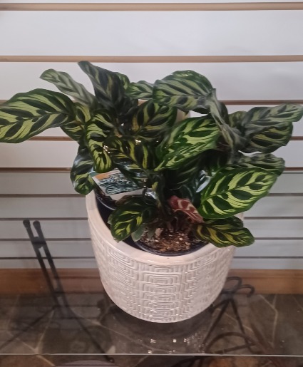 Prayer Plant & Pot Houseplant & Pot