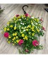11” Combination Hanging Basket for Sun 