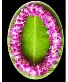 *Pre Order Only* Double Lei - Purple Bombay Orchid Lei