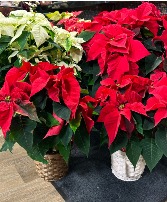 Pre-Order Red ONLY Poinsettia Plants Arriving the first week of December