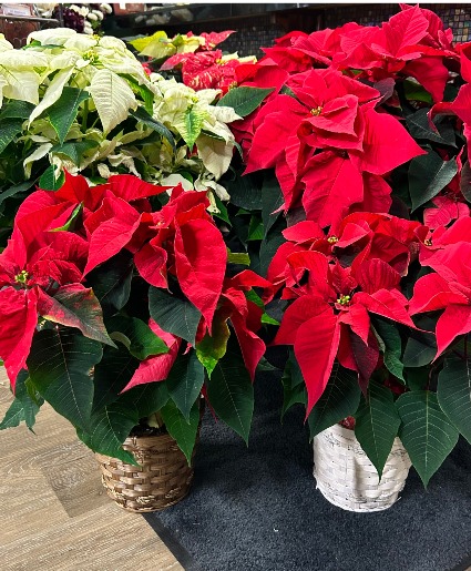 Pre-Order Red ONLY Poinsettia Plants Arriving the first week of December