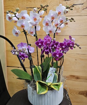 Precious Orchid Garden 