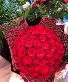 PREMIUM 50 long stem rose count wrapped  roses