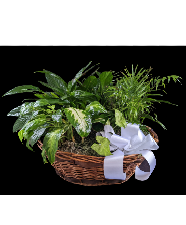 Premium Basket Garden Plant in Millington, MI | Country Mouse Flowers & Gifts Inc.