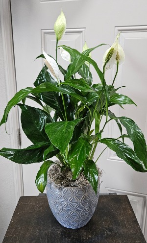 Premium Blooming Peace lily w/ Glazed Green Ceramic Pot 
