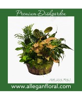 Premium Dish Garden Plant