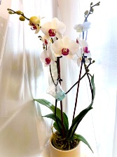 Premium Double Stem Orchid 