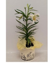 Premium Easter Lily 
