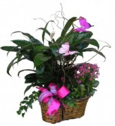  Premium Garden Basket  