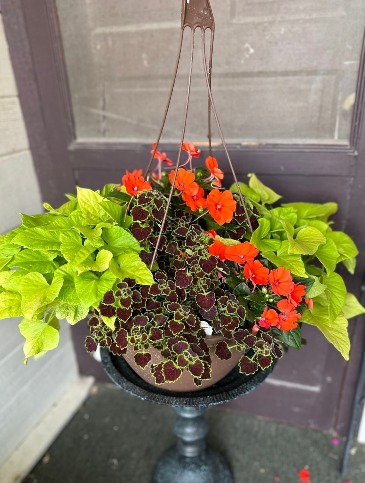 Premium Hanging Basket Plant in Greenfield, IA | COLORS FLORAL & HOME DECORATING