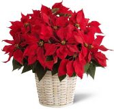 PREMIUM LARGE RED POINSETTIA