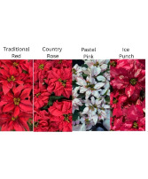 Designer Choice Poinsettias Plant Plant