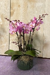 Premium Mini Orchids  planter with 6 stems of orchids in ceramic pot