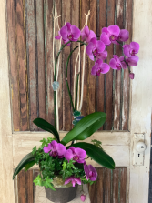 New Braunfels Florist | New Braunfels TX Flower Shop | Petals To Go