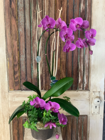Premium Orchid