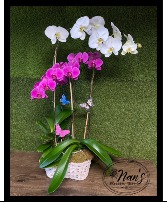 Premium Orchid 