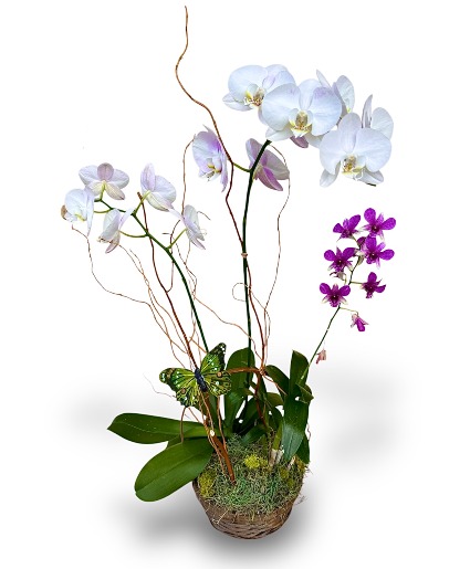 Premium Orchid  Orchid Plant