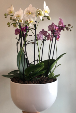 Premium Orchid Planter  in Cambridge, ON | KELLY GREENS FLOWERS & GIFT SHOP