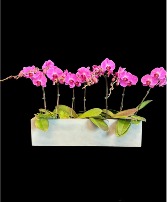 Premium Orchid Planter 