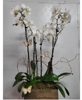 Premium orchids  Any occasion 